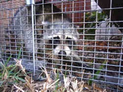 Raccoon trapped in a cage