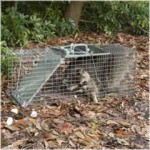 The Top Three Raccoon Traps - https://www.pest-control-products.net