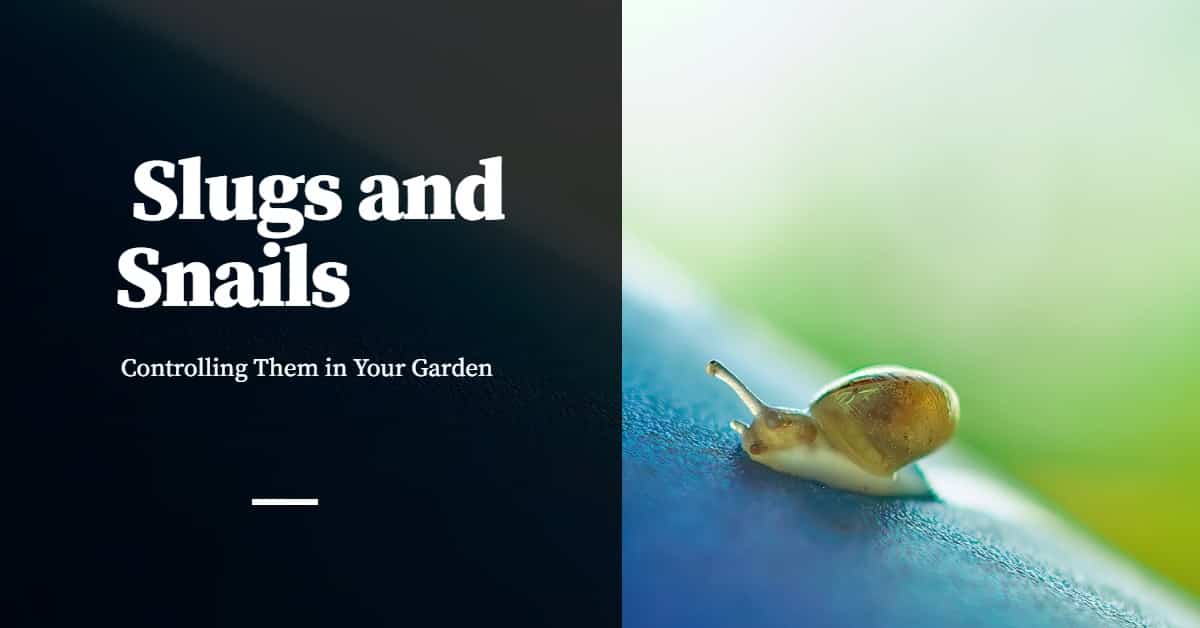 are slugs and snails bad for dogs