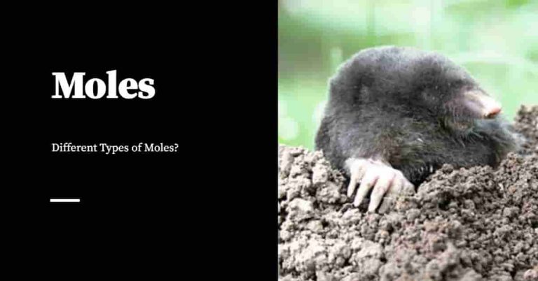 What Are the Different Types of Moles? - Pest Control Products