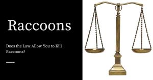 Killing Raccoons