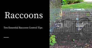 Raccoon Control Tips