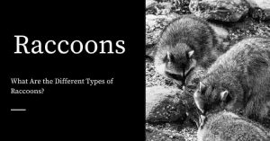 Different Types of Raccoons