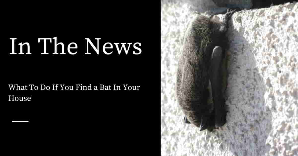 What To Do If You Find a Bat In Your House - Pest Control ...